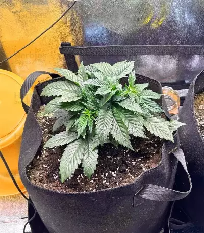 Semi femminizzati di Crème De la Chem Auto
