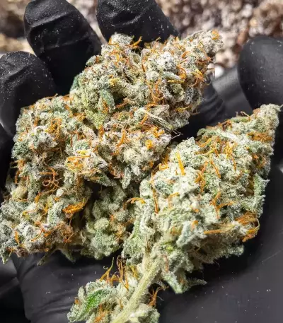 Double Grape Auto Seeds
