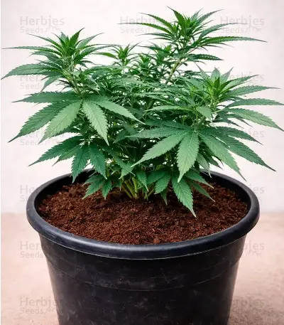 Graines de cannabis Edam Bomb (Cheese Bomb) (Bomb Seeds)