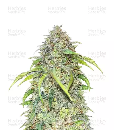 Forgotten Cookies Auto feminized seeds
