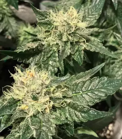 Girl Scout Cookies feminized seeds (Garden of Green)