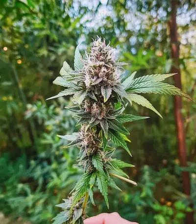 GMO Fast Seeds