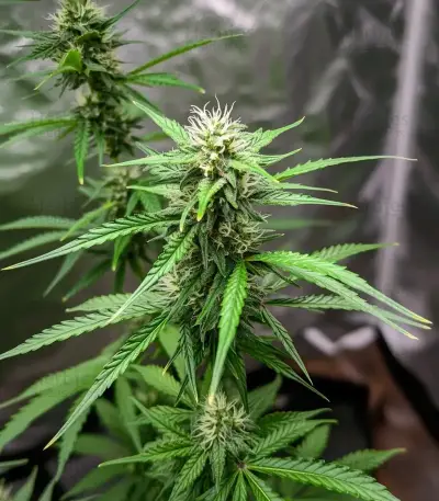Gorilla Glue #4 Auto Seeds