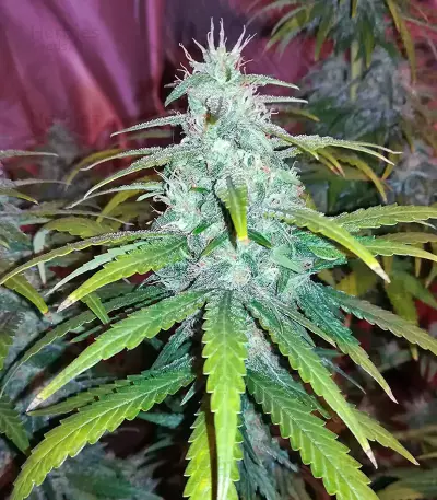 Gorilla Z Seeds