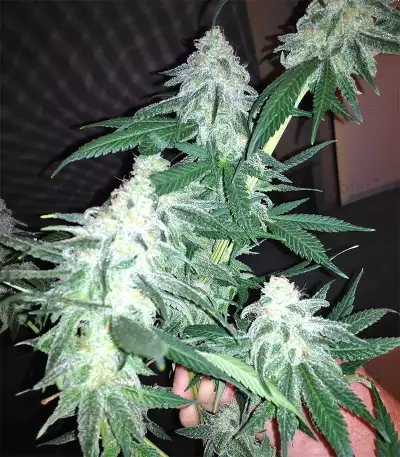 Graines de cannabis Grandaddy Black (Original Sensible Seeds)