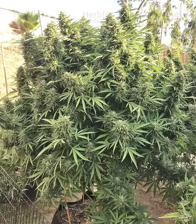 Grandaddy Purple feminized seeds (Big Head Seeds)