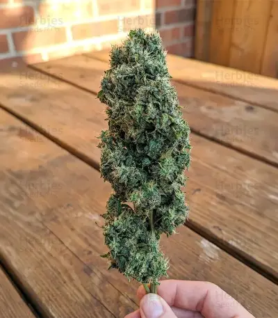 Granddaddy Purple Seeds
