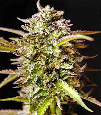 Graines de cannabis Guys Girl Scout Cookie Glue Auto (GGG1 Auto) (Dr. Krippling Seeds)