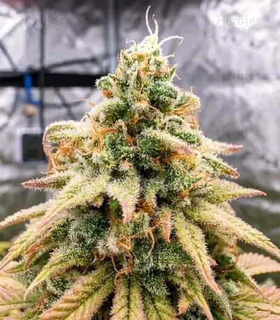 Kyle’s Sweet Island Seeds