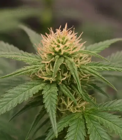 Sementes Feminizadas de Mango Frost Auto (Fast Buds)