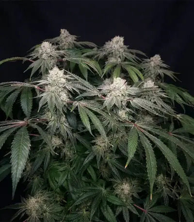 Moonshine Mass feminized seeds