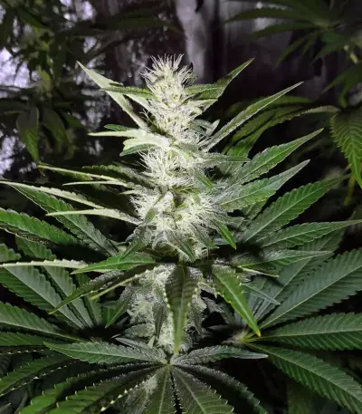 Nevil Bilbo Auto (Genehtik Seeds)