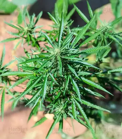 OG Kush Autoflower feminisierte Samen (Humboldt Seed Company)