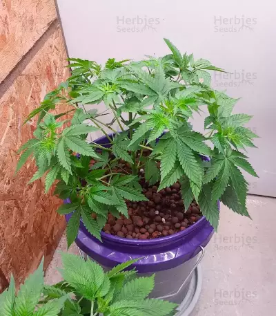 Sementes Feminizadas de Orange Cream Pop (Humboldt Seed Company)