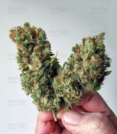 Shiskaberry Feminized Seeds (Barney’s Farm)