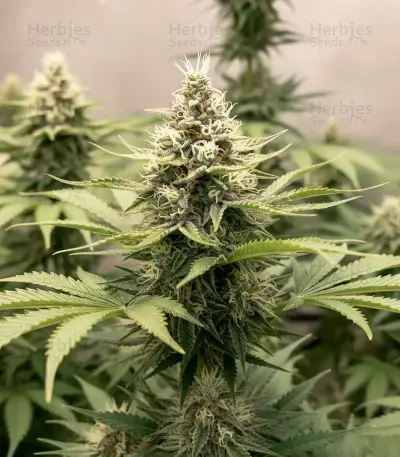 Skunk Seeds