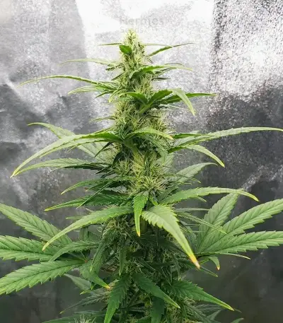 Sour Kush Auto Seeds
