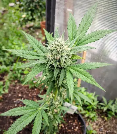 Space Cookies Auto (Delicious Seeds)