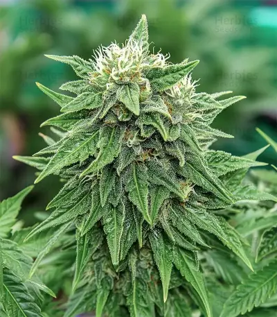 Strawberry AKeil (Serious Seeds)