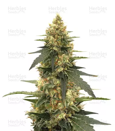Strawberry Lemonade feminized seeds