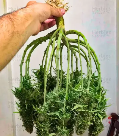 Totally Alpha OG Auto Seeds (AlphaFem Seeds)
