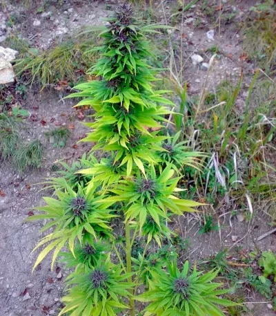 Sweet Purple feminized seeds