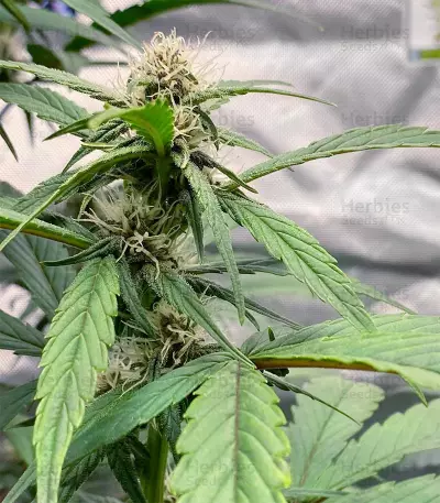 BlackBerry Autoflower (Herbies Seeds)