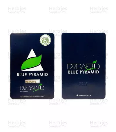 Graines de cannabis Blue Pyramid (Pyramid Seeds)
