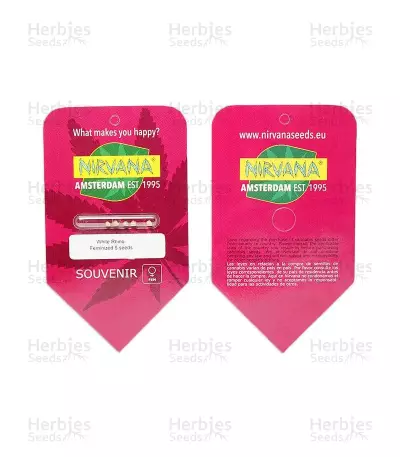White Rhino feminized seeds (Nirvana Seeds)