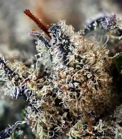 501st OG regular seeds