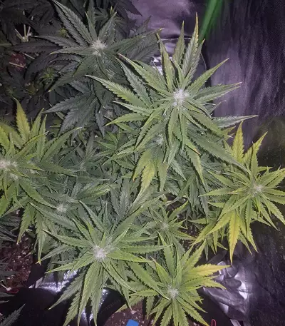 K.O Crop Auto Seeds