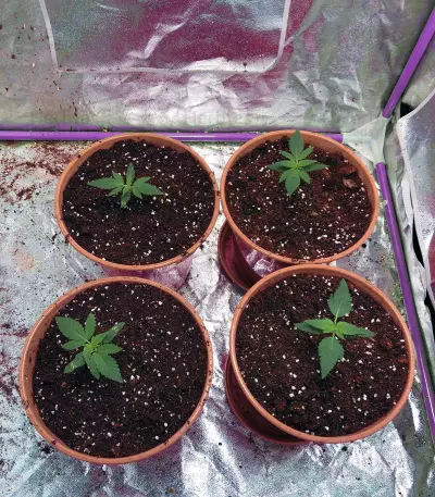 Auto Gelato strain