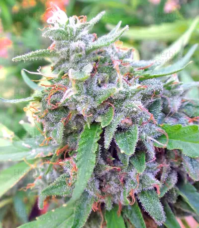 Bangi Haze (Ace Seeds)