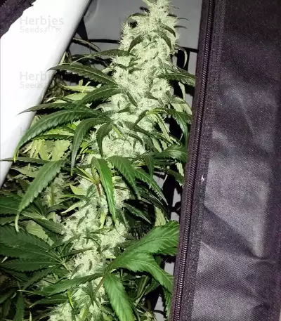 Cheese feminized seeds (Big Buddha Seeds)
