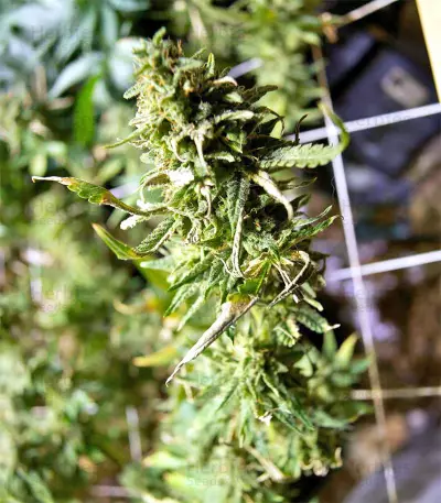 Black Destroyer feminized seeds