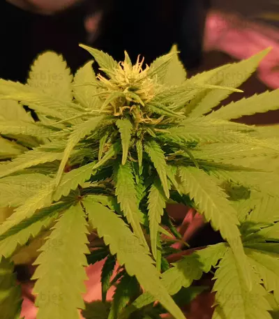 Black Ghost OG