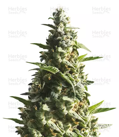 Graines de cannabis Bubble Bud (Blackskull Seeds)