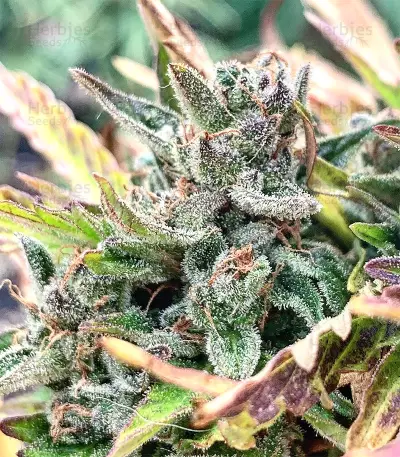 Auto CBG strain