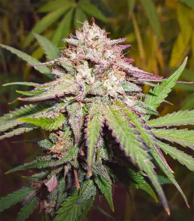 Candyland Seeds