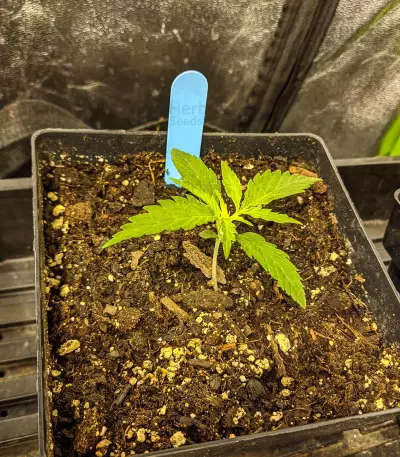 Semi femminizzati Critical Super Silver Haze