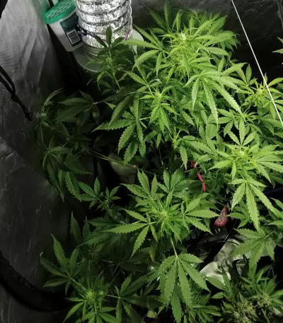 Diesel Auto Seeds