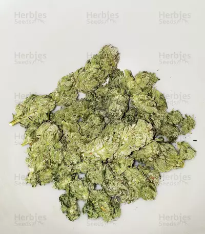 Dogstar Dawg (Big Head Seeds)