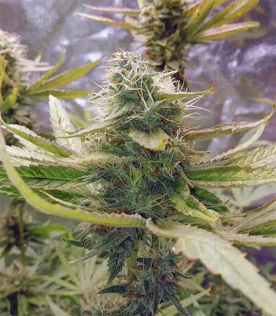 Eleven Roses Seeds (Delicious Seeds)