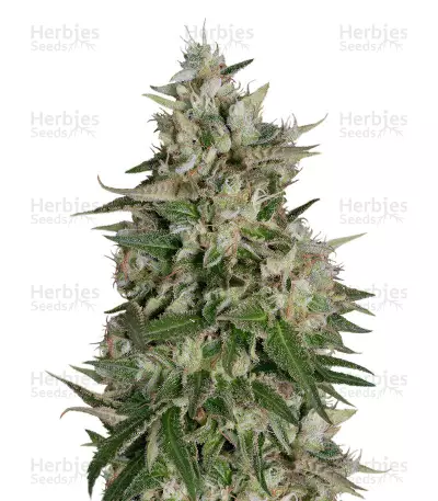 Buy Gnasha feminized seeds