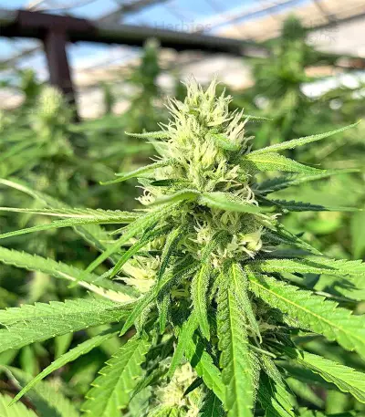 Graines féminisées de Gorilla Cookies (Big Head Seeds)