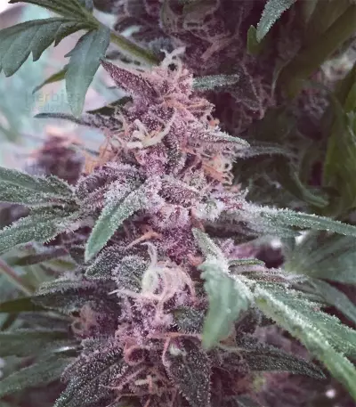 Grizzly Purple Kush (BlimBurn Seeds) Cannabis-Samen