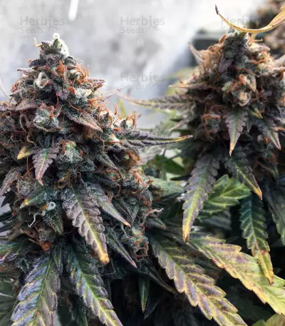 Graines de cannabis Juicy Lucy Auto (Auto Seeds)