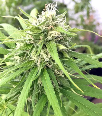 Kali China Seeds