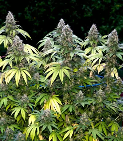 Kandy Kush (Reserva Privada)