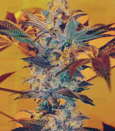 Kaya 47 Seeds